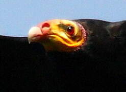 Greater Yellow-headed Vulture