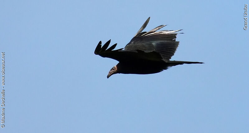 Greater Yellow-headed Vultureimmature, Flight
