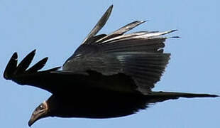 Greater Yellow-headed Vulture