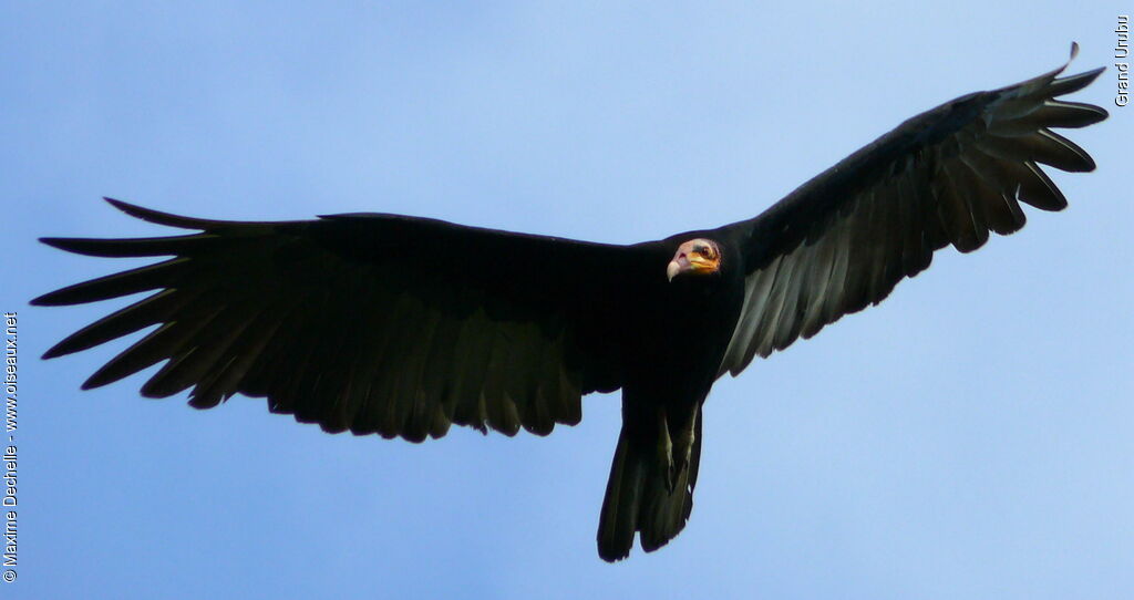 Greater Yellow-headed Vulture