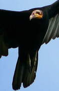 Greater Yellow-headed Vulture