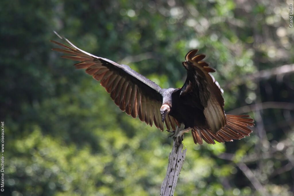 Greater Yellow-headed Vultureimmature