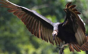 Greater Yellow-headed Vulture