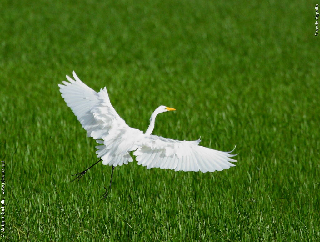 Great Egret, Flight