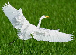 Grande Aigrette