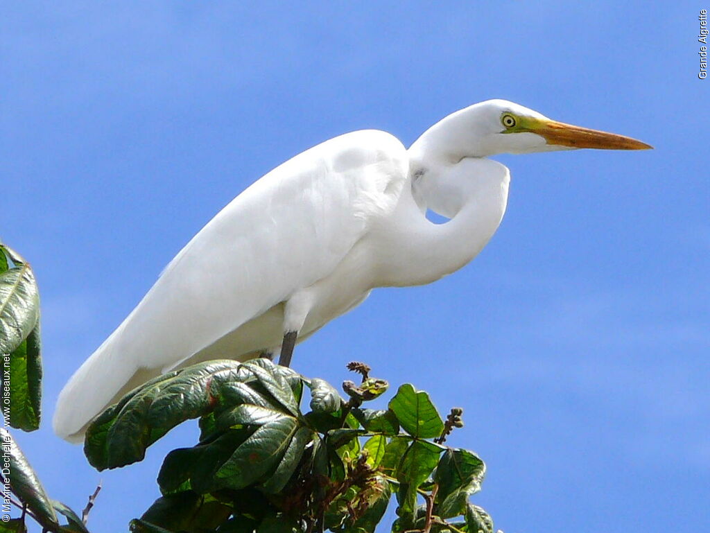 Grande Aigrette