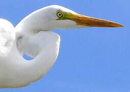 Great Egret