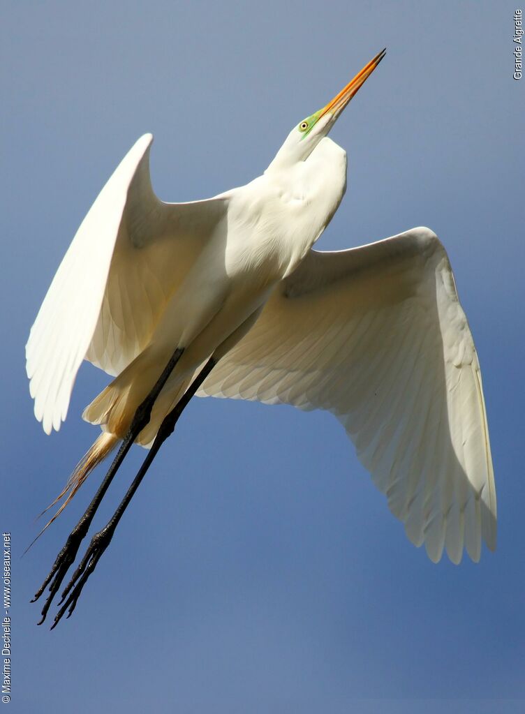 Great Egretadult breeding, Flight