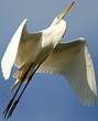 Grande Aigrette