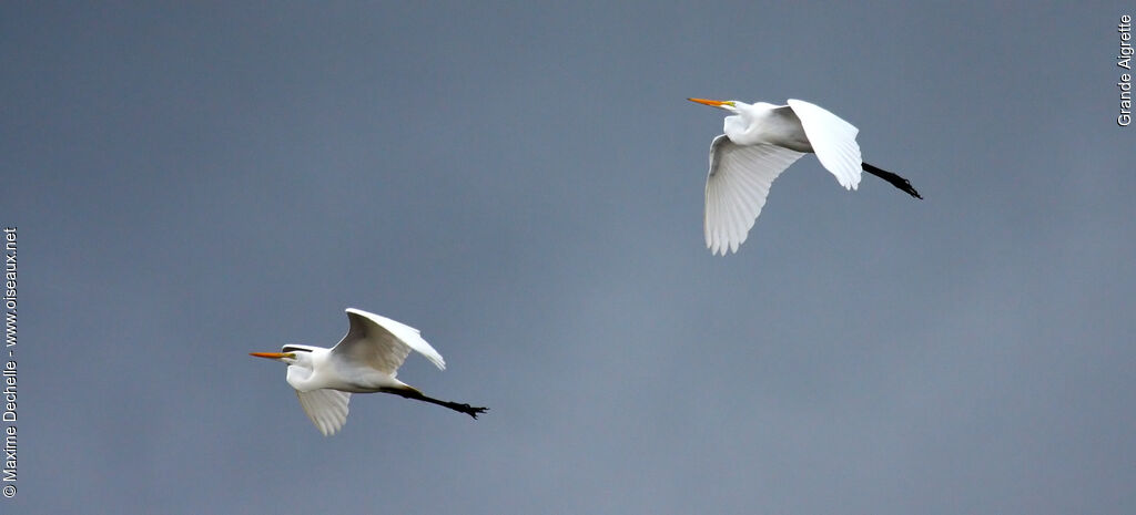 Great Egret, Flight