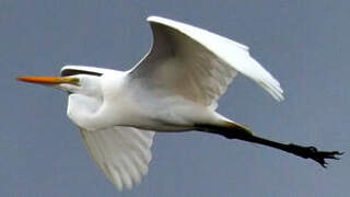 Grande Aigrette