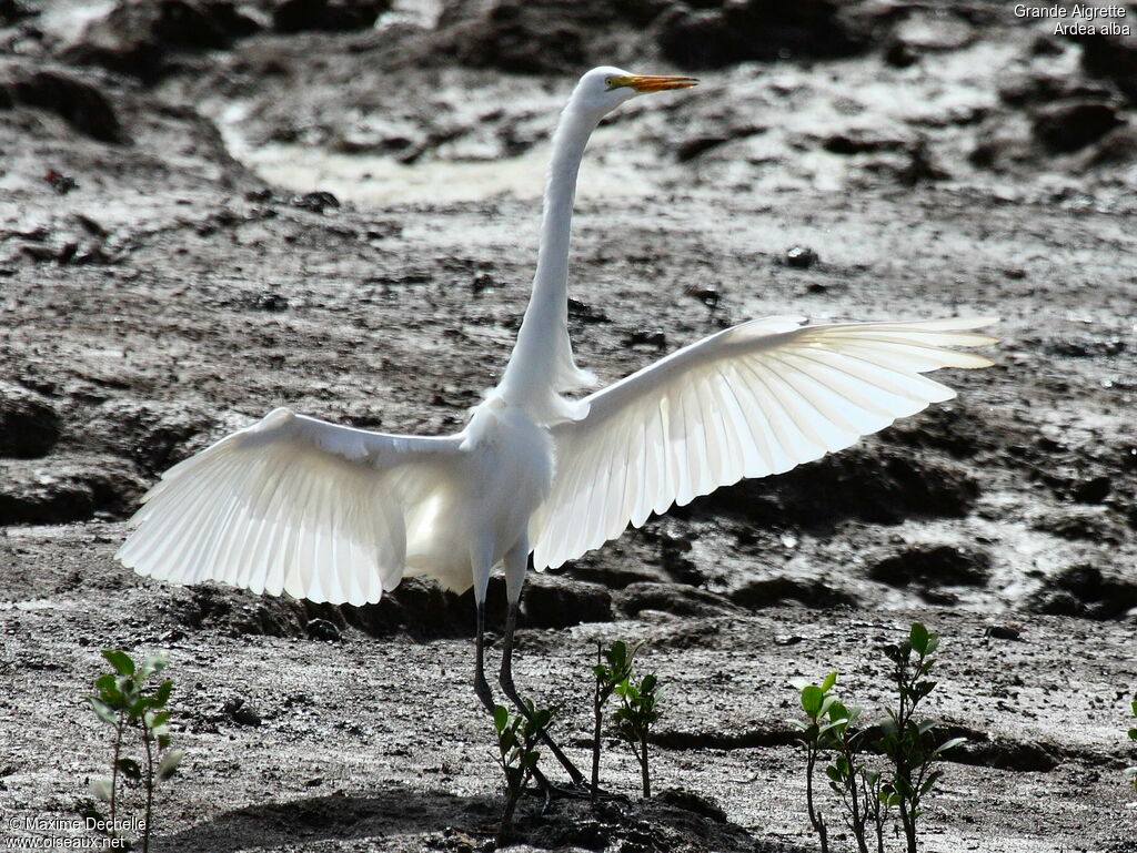 Great Egret, Flight