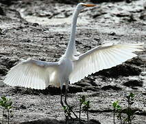 Great Egret