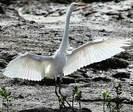 Grande Aigrette