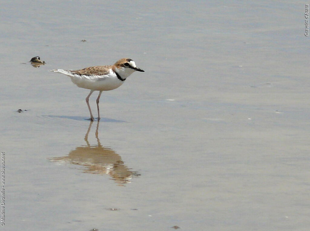 Collared Plover