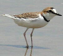 Collared Plover