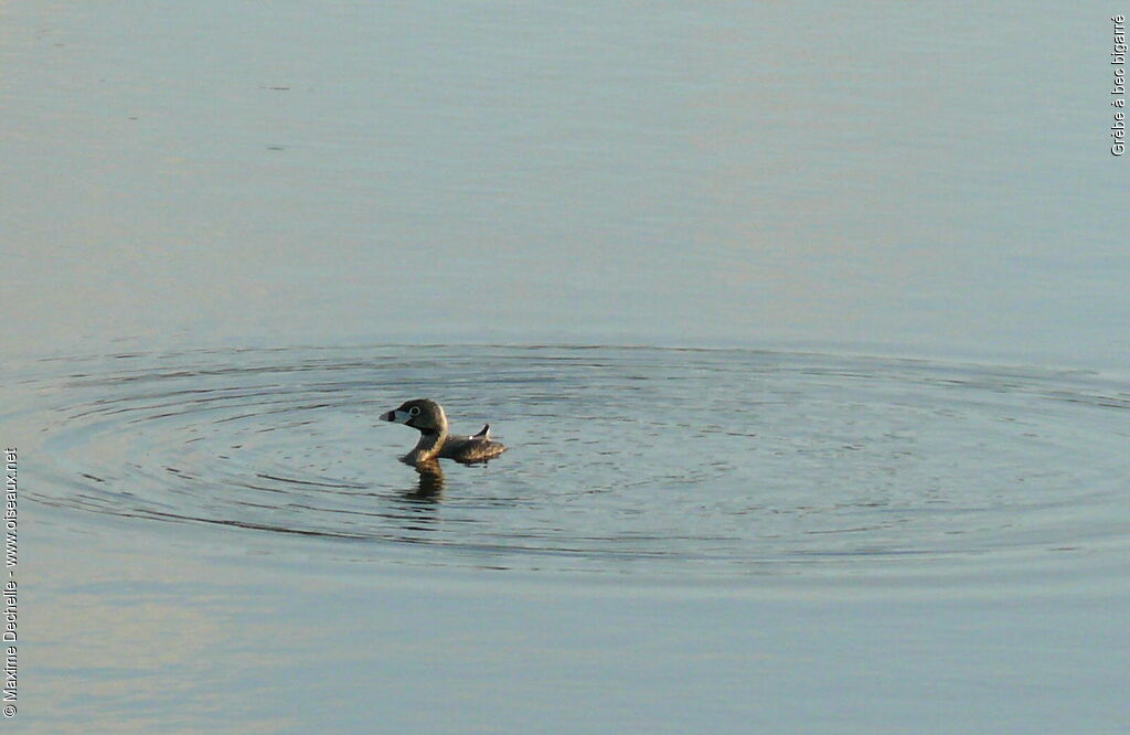 Pied-billed Grebeadult