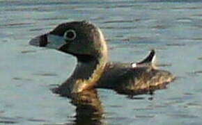 Pied-billed Grebe