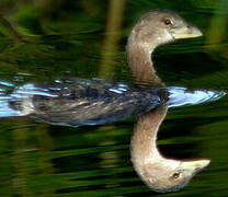 Pied-billed Grebe