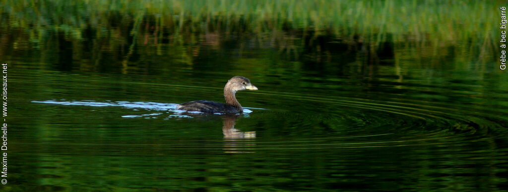 Pied-billed Grebeimmature