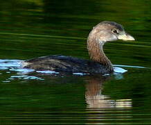 Pied-billed Grebe