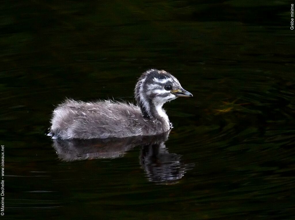 Least Grebejuvenile, identification