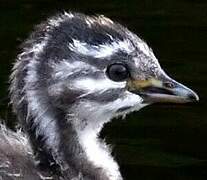 Least Grebe