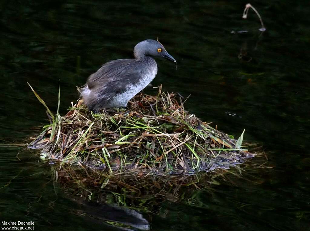 Least Grebeadult, Reproduction-nesting