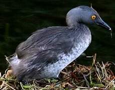 Least Grebe