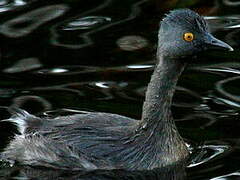 Least Grebe