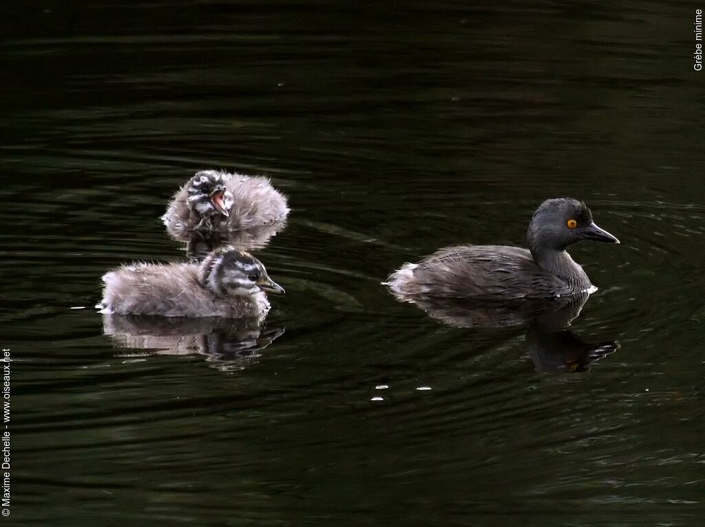 Least Grebe, identification, Behaviour