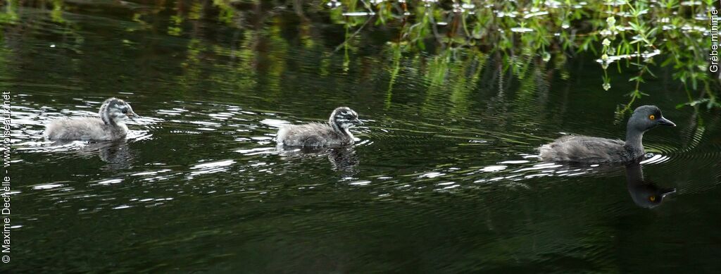 Least Grebe, identification, Behaviour