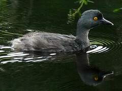 Least Grebe