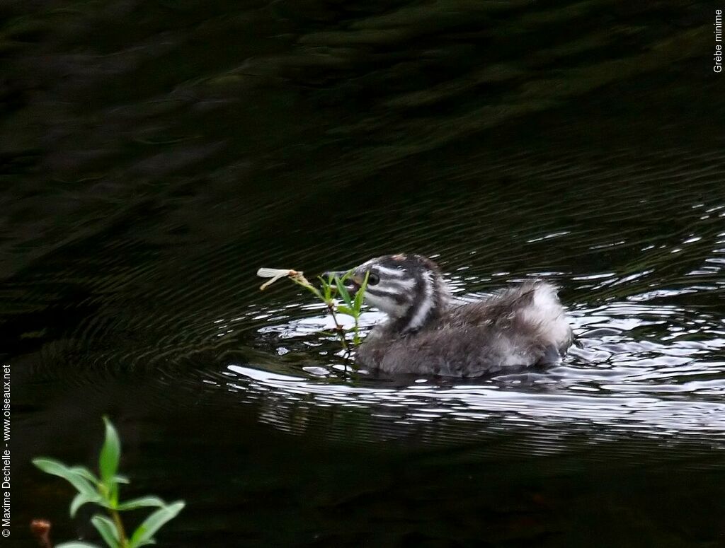 Least Grebejuvenile, identification, feeding habits