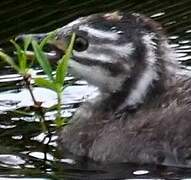 Least Grebe