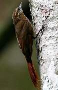 Wedge-billed Woodcreeper