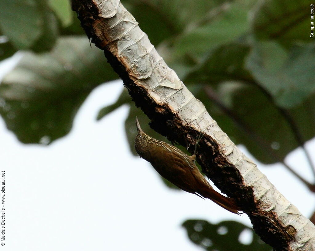 Guianan Woodcreeper, identification