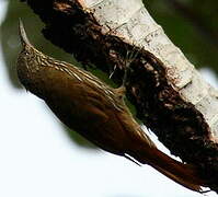 Guianan Woodcreeper