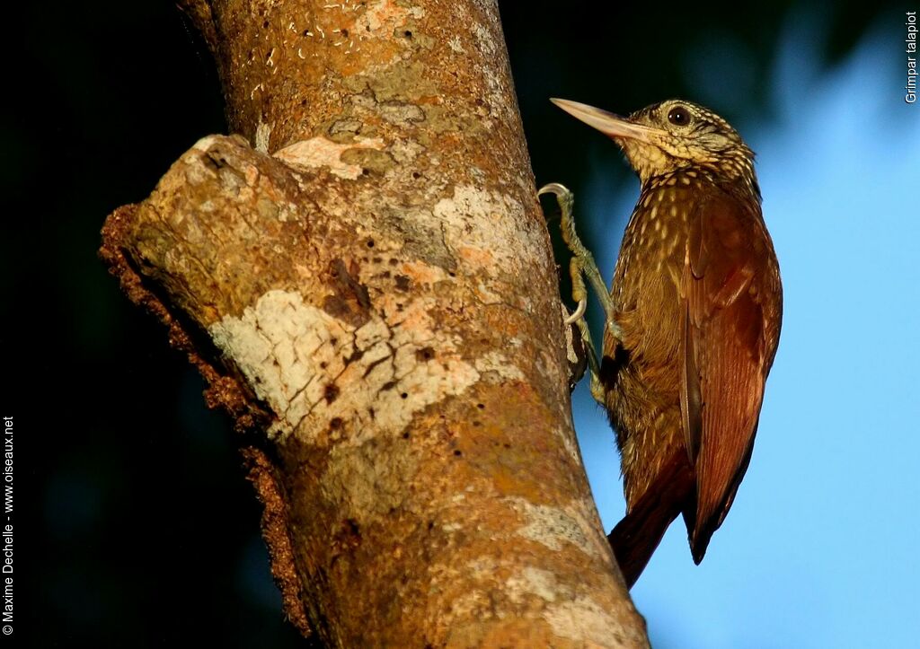 Straight-billed Woodcreeper