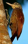 Straight-billed Woodcreeper