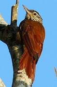 Straight-billed Woodcreeper