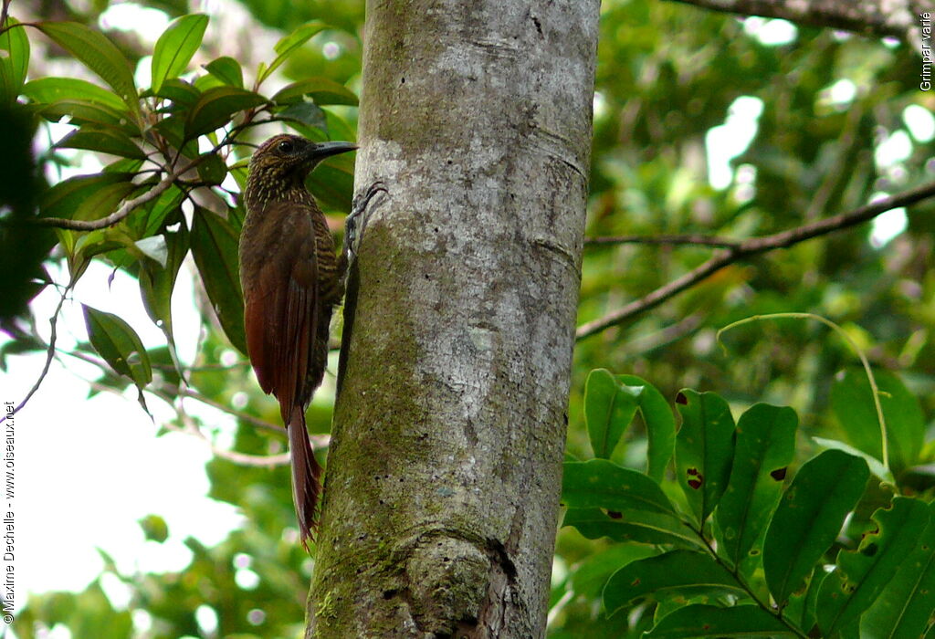 Black-banded Woodcreeper