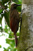 Black-banded Woodcreeper