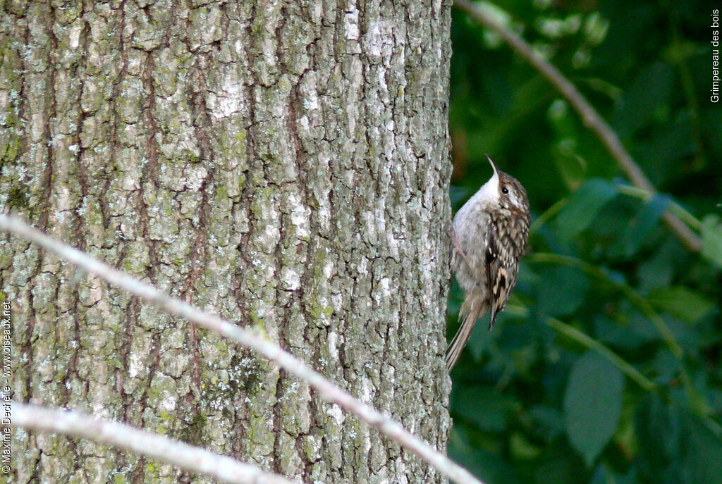 Eurasian Treecreeper