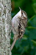 Eurasian Treecreeper