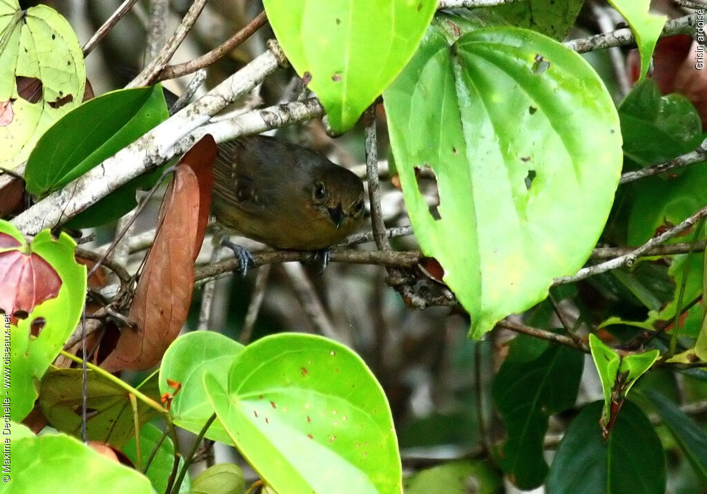 Grey Antbird