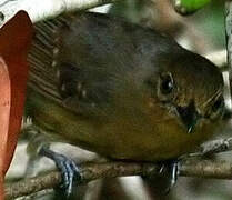 Grey Antbird