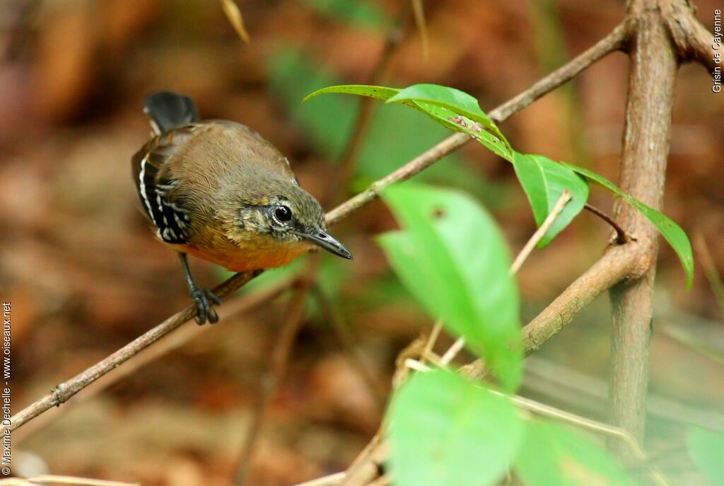 Southern White-fringed Antwren female adult