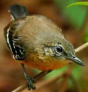 Southern White-fringed Antwren