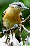 Southern White-fringed Antwren